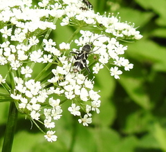 Chlorophorus figuratus