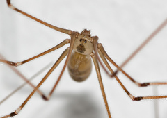 Pholcus phalangioides