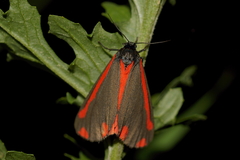 Tyria jacobaeae