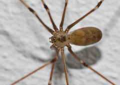 Pholcus phalangioides