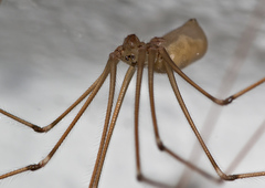 Pholcus phalangioides