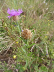 Centaurea decipiens