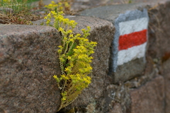 Sedum acre