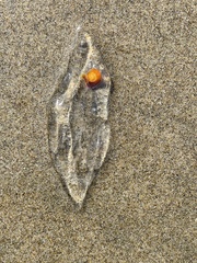 Common Salp photo 3