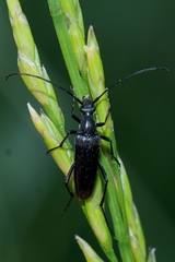 Stenurella nigra