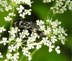 Chlorophorus figuratus