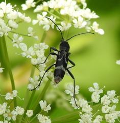 Chlorophorus figuratus