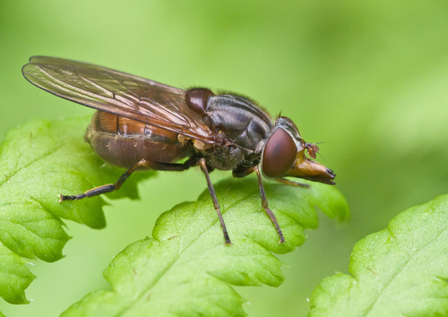 Heineken Fly, Oldenzaal, Netherlands, photo 9 of 10