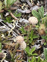 Antennaria monocephala