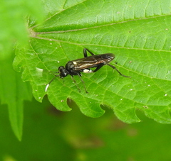 Macrophya infumata