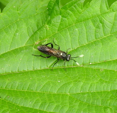 Macrophya infumata