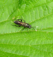 Macrophya infumata