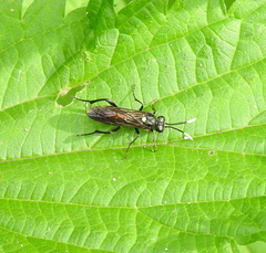 Macrophya infumata