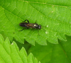 Macrophya infumata