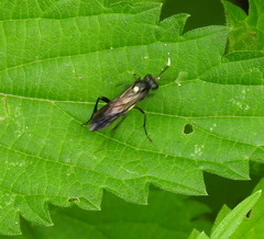Macrophya infumata