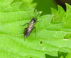 Macrophya infumata