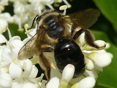 Andrena nivalis