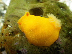 Doriopsilla albopunctata