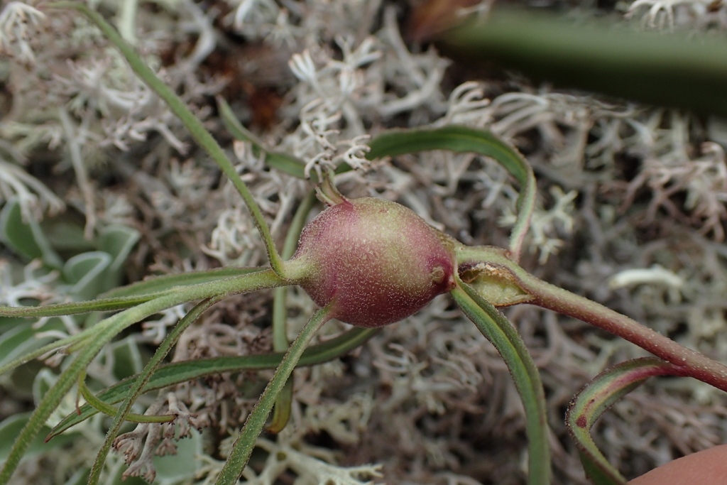 Campiglossa grandinata
