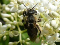 Andrena nivalis