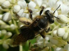 Andrena nivalis