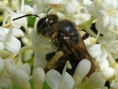 Andrena nivalis