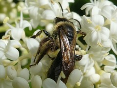 Andrena nivalis