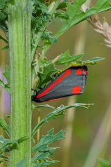Tyria jacobaeae