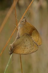 Maniola jurtina