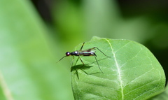 Rainieria antennaepes