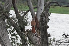 Cichladusa arquata