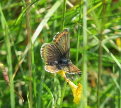 Aricia artaxerxes salmacis