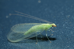 Chrysoperla harrisii