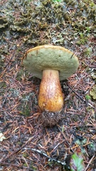 Boletus fibrillosus