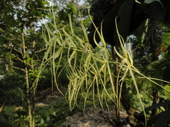 Brassia verrucosa
