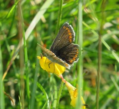 Aricia artaxerxes salmacis