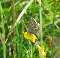 Aricia artaxerxes salmacis