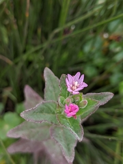 Epilobium ciliatum watsonii