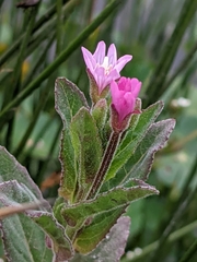Epilobium ciliatum watsonii