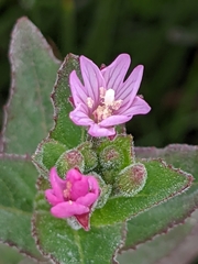 Epilobium ciliatum watsonii