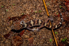 Coleonyx nemoralis