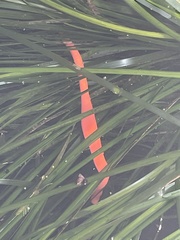 Tubulanus