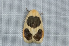 Garudinia biplagiata