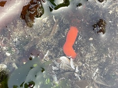 Tubulanus