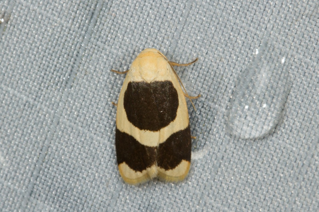 Garudinia simulana
