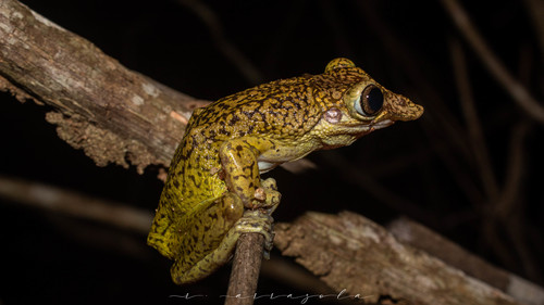 Duck-billed Tree Frog
