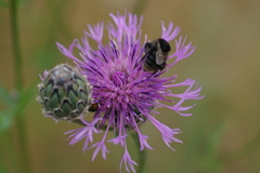 Bombus humilis