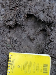 Tapirus terrestris