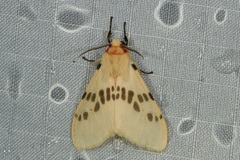 Lemyra ypsilon