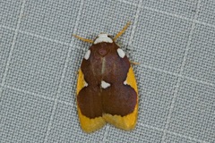 Lobobasis niveimaculata